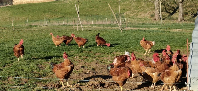 poulets-fermiers-en-plein-air