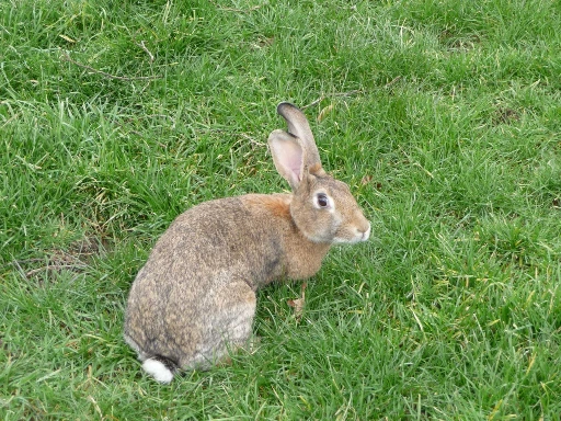 lapin-fermier